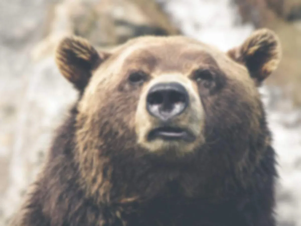 Soft close-up of a brown bear, before enhancement